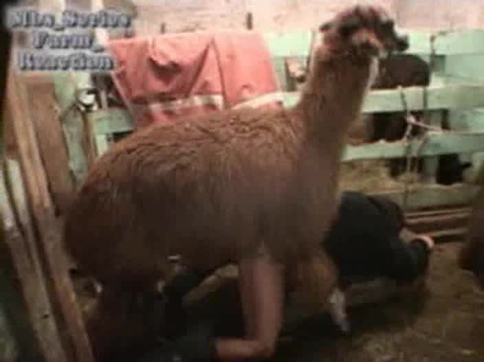 Woman fucked by llama in butthole